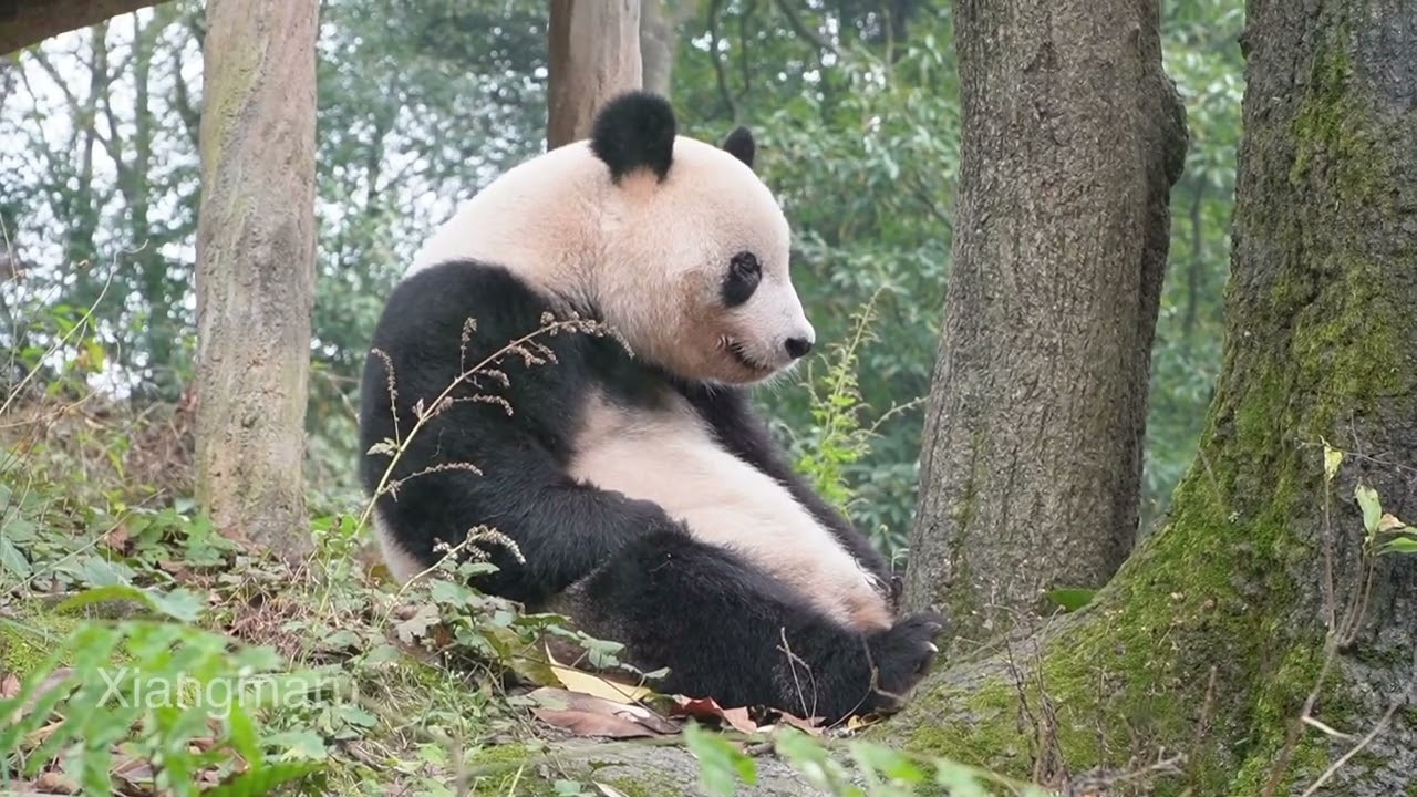 シャンシャンの瞑想スポット＾＾ 見てると眠くな〜るzzz