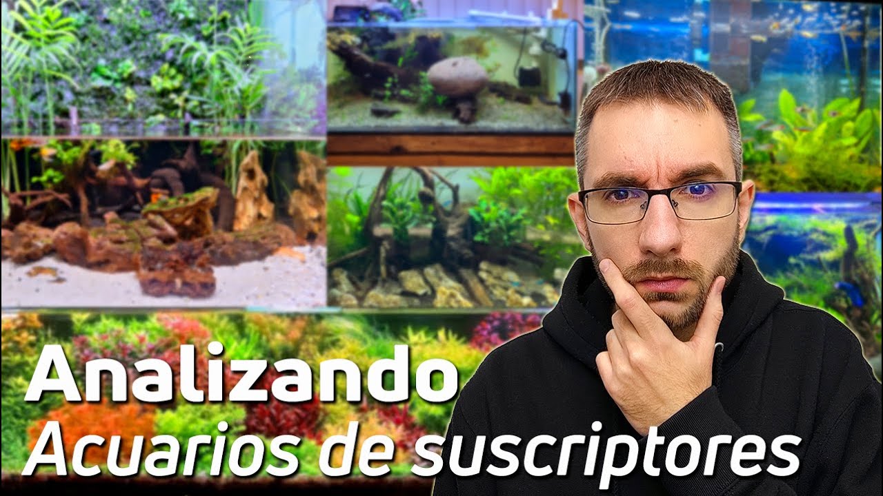 🕵️ Acuarios de Suscriptores Nº61: Desafíos y Soluciones para un Acuario Perfecto