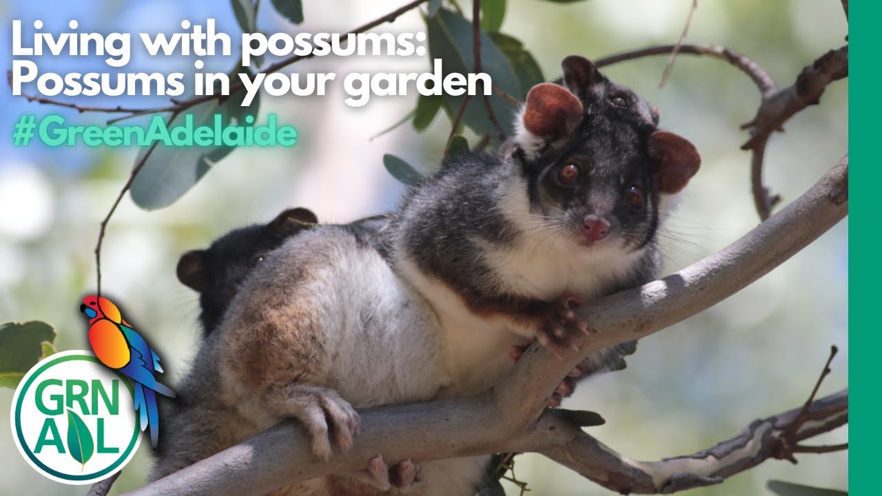 Living with possums: Possums in your garden