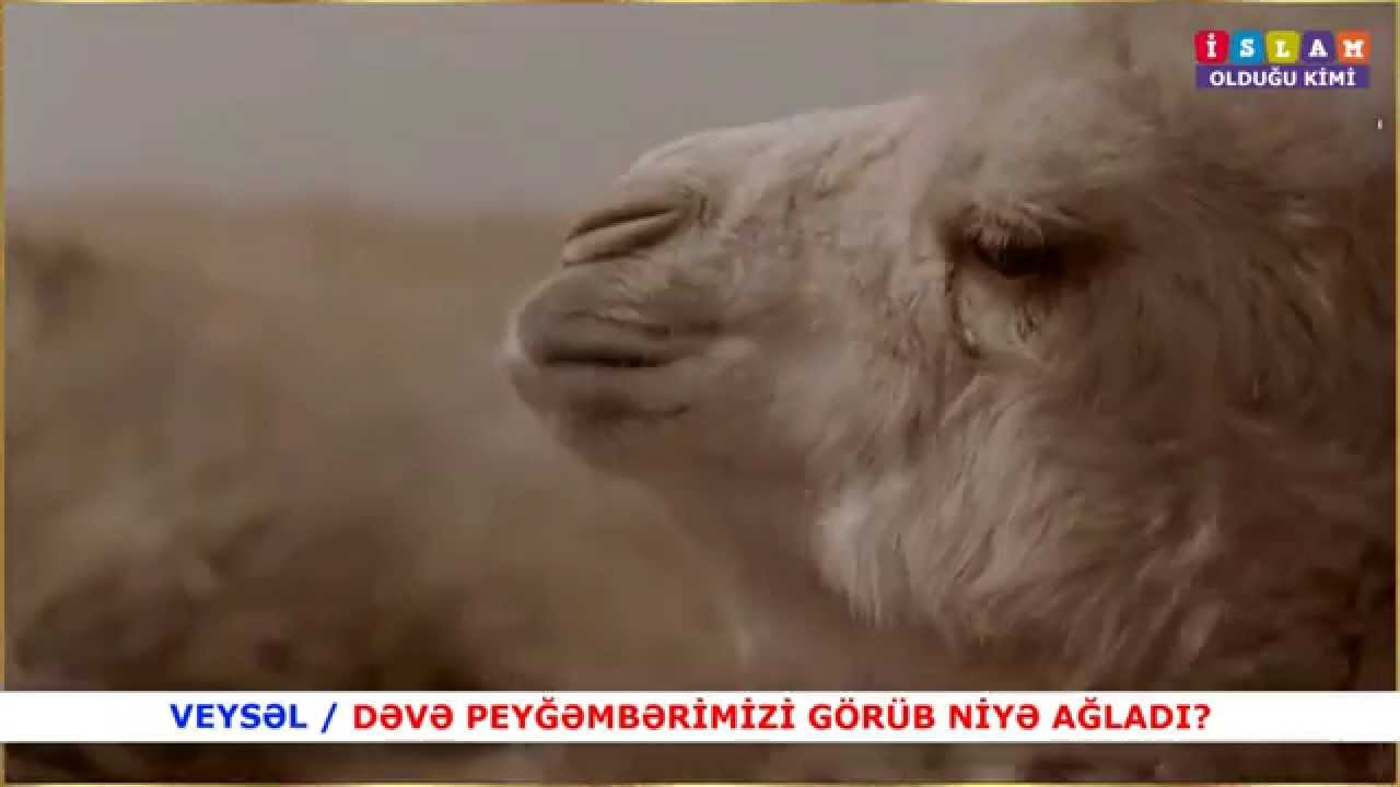 Veysəl - İslam rəhmət dinidir