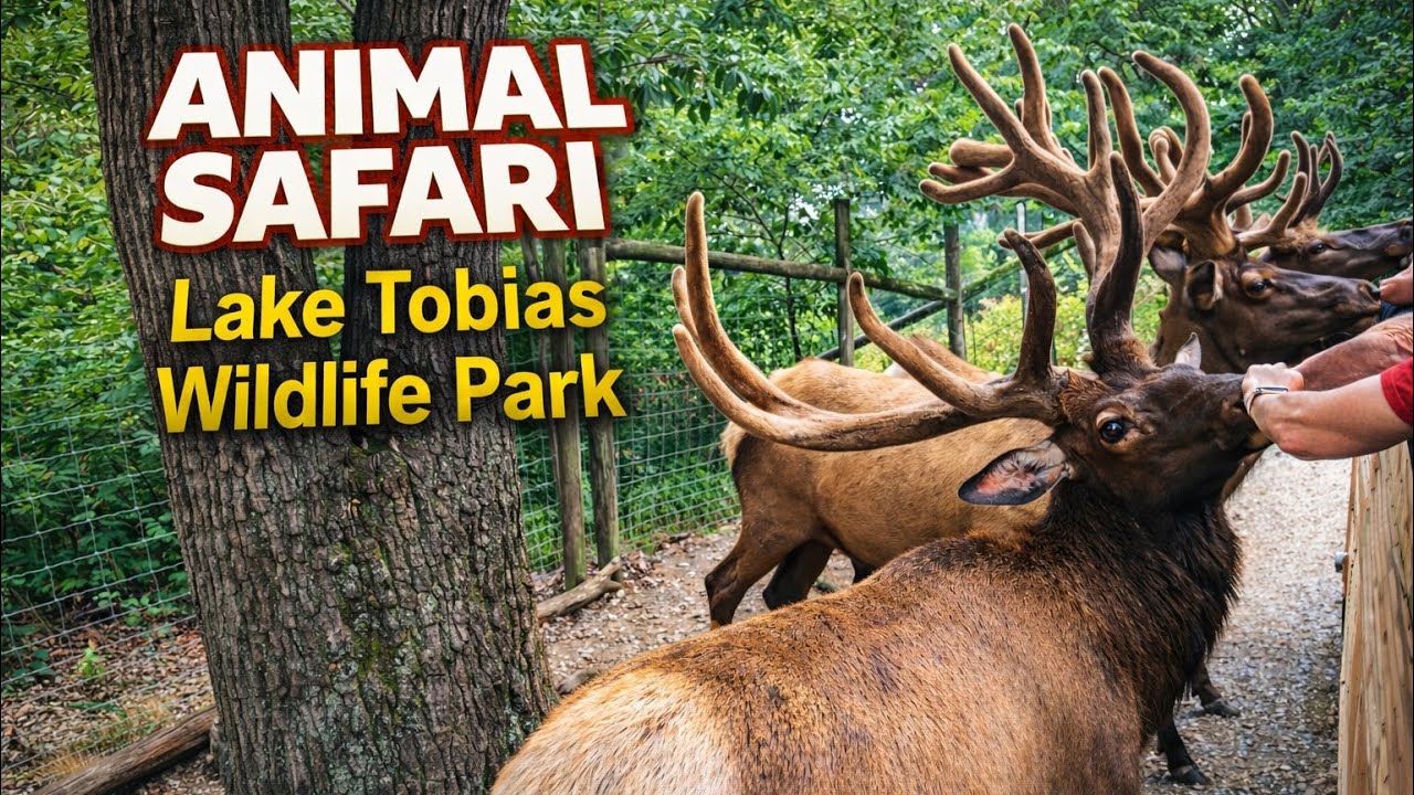 Animal Safari at Lake Tobias Wildlife Park | Drive-Through Wildlife Adventure