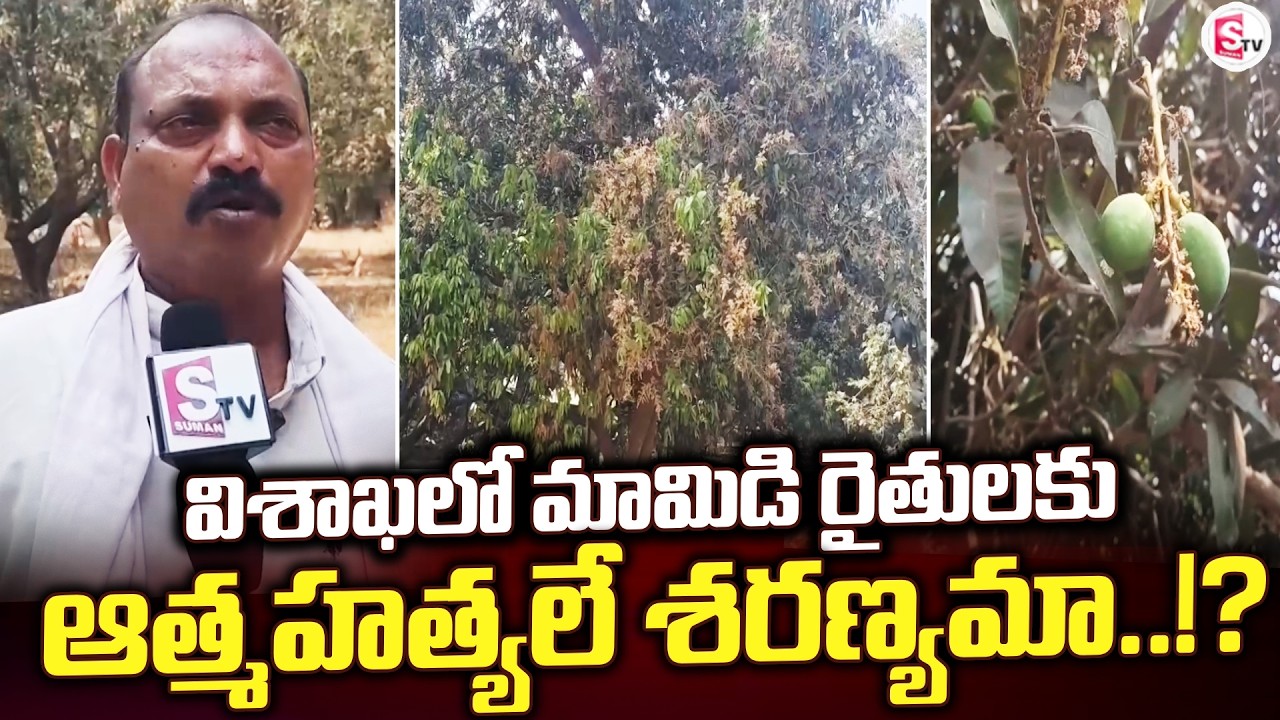 విశాఖలో మామిడి రైతులకు ఆ*త్మహ*త్యలే | Visakhapatnam | Bheemili | Mango Farmers |@sumantvbheemili