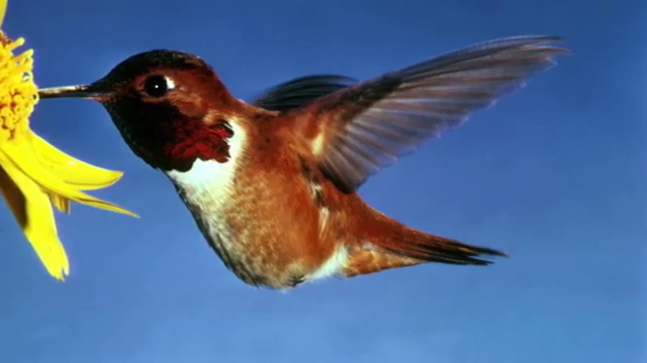 The Hummingbird in Native American Mythology: Introduction