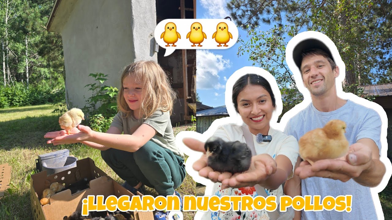 ASI ES COMPRAR POLLOS EN USA🐥😍|  Asi llegan a la casa🫣🤭😱🐥