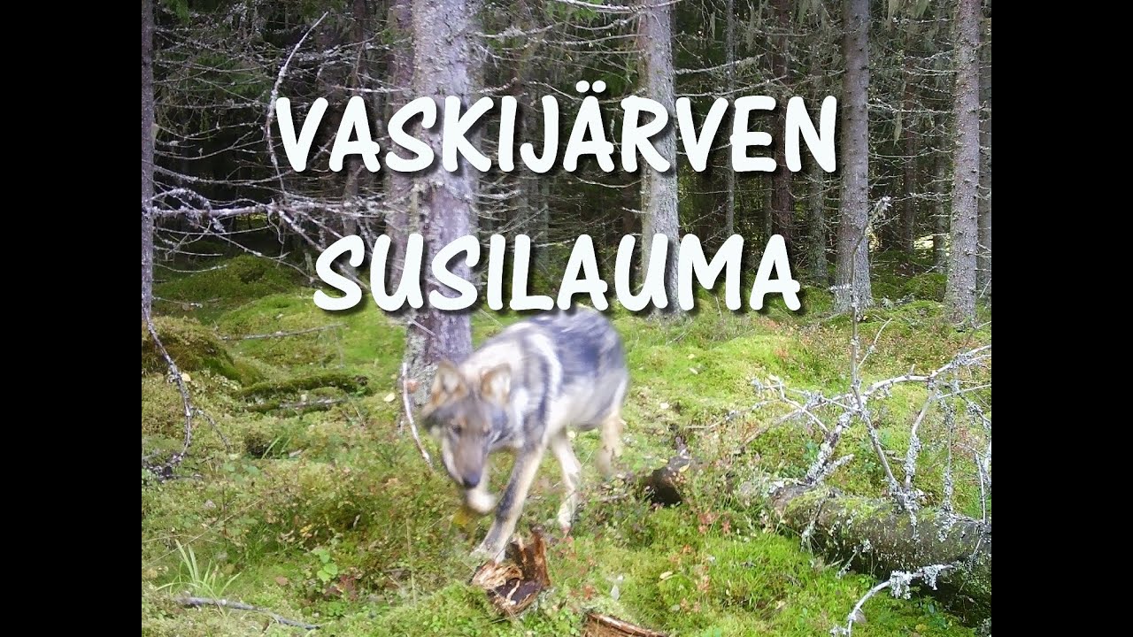 Vaskij&auml;rven susilauma