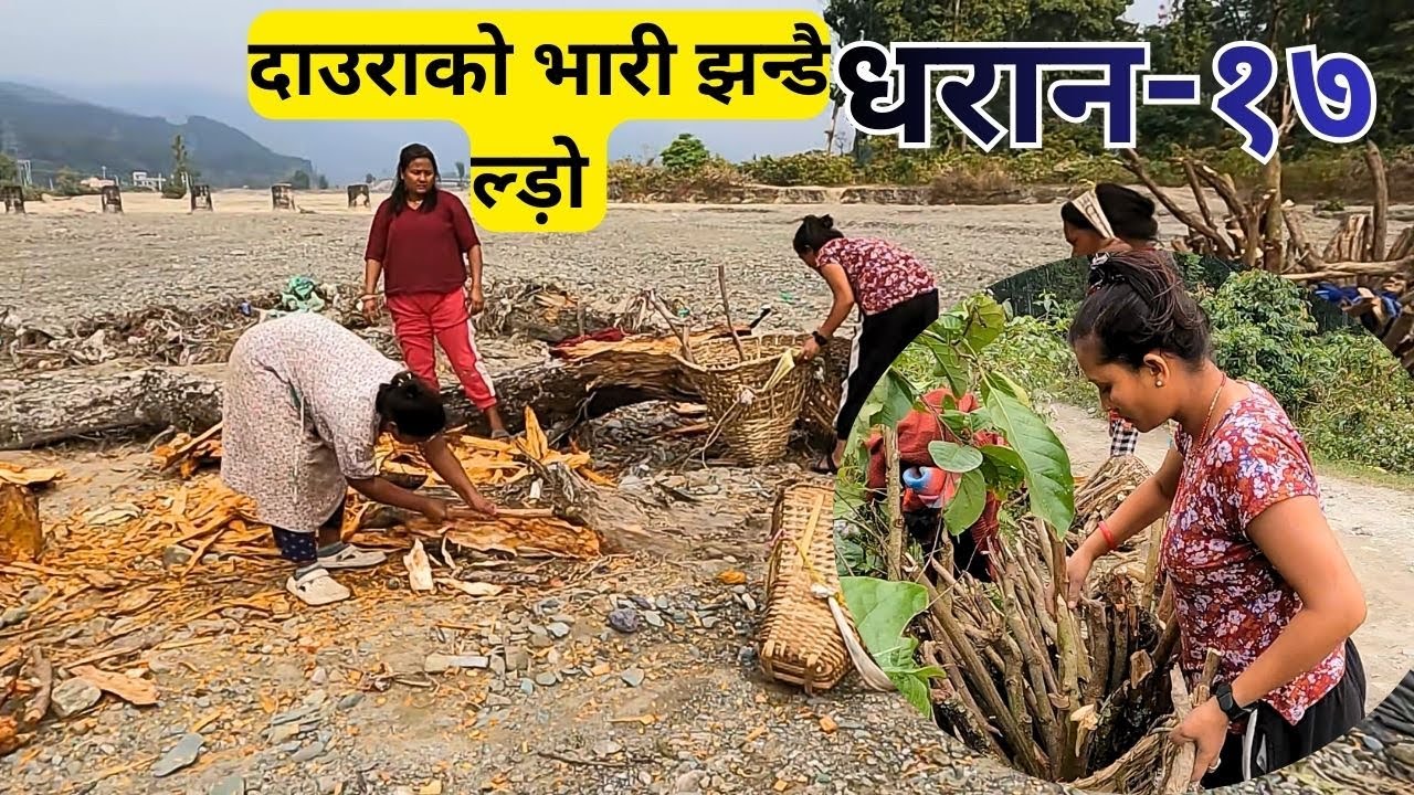हरेक हप्ता धलेपढ़ेका रुखका दौरा काटेर घरयासी कामका लागि प्रयोग गरिन्छ