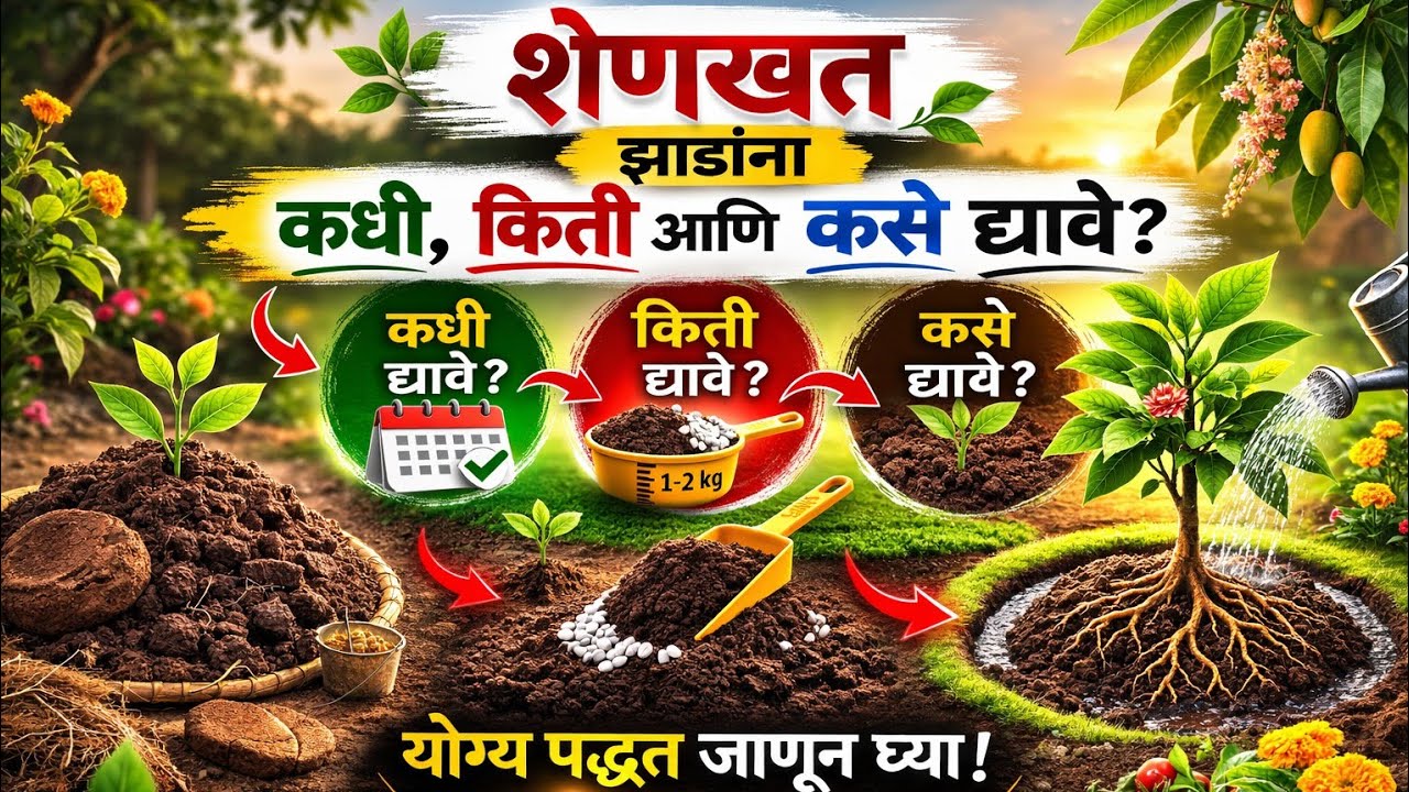 शेणखत झाडांना कधी, किती आणि कसे द्यावे? | योग्य पद्धत जाणून घ्या!