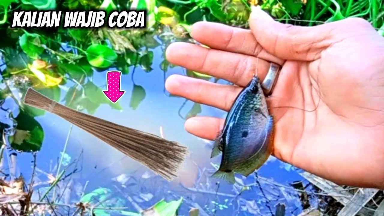 Cara mudah Mancing ikan sepat biasa  pakai sapu lidi, dengan umpan pelet terbukti ampuh