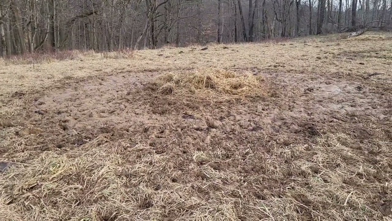 March 6, 2026 Moving Bale Grazing fields and bale grazing disturbance. To be continued..