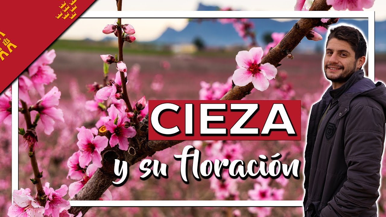 FLORACIÓN de CIEZA 🌸 qué ver y hacer en Cieza | Región de Murcia