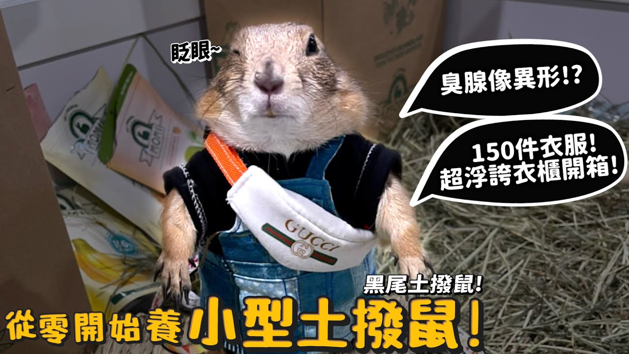 【從零開始養】小型土撥鼠!黑尾土撥鼠!尾部有異形?有150件衣服!超浮誇衣櫃開箱!【許伯簡芝】
