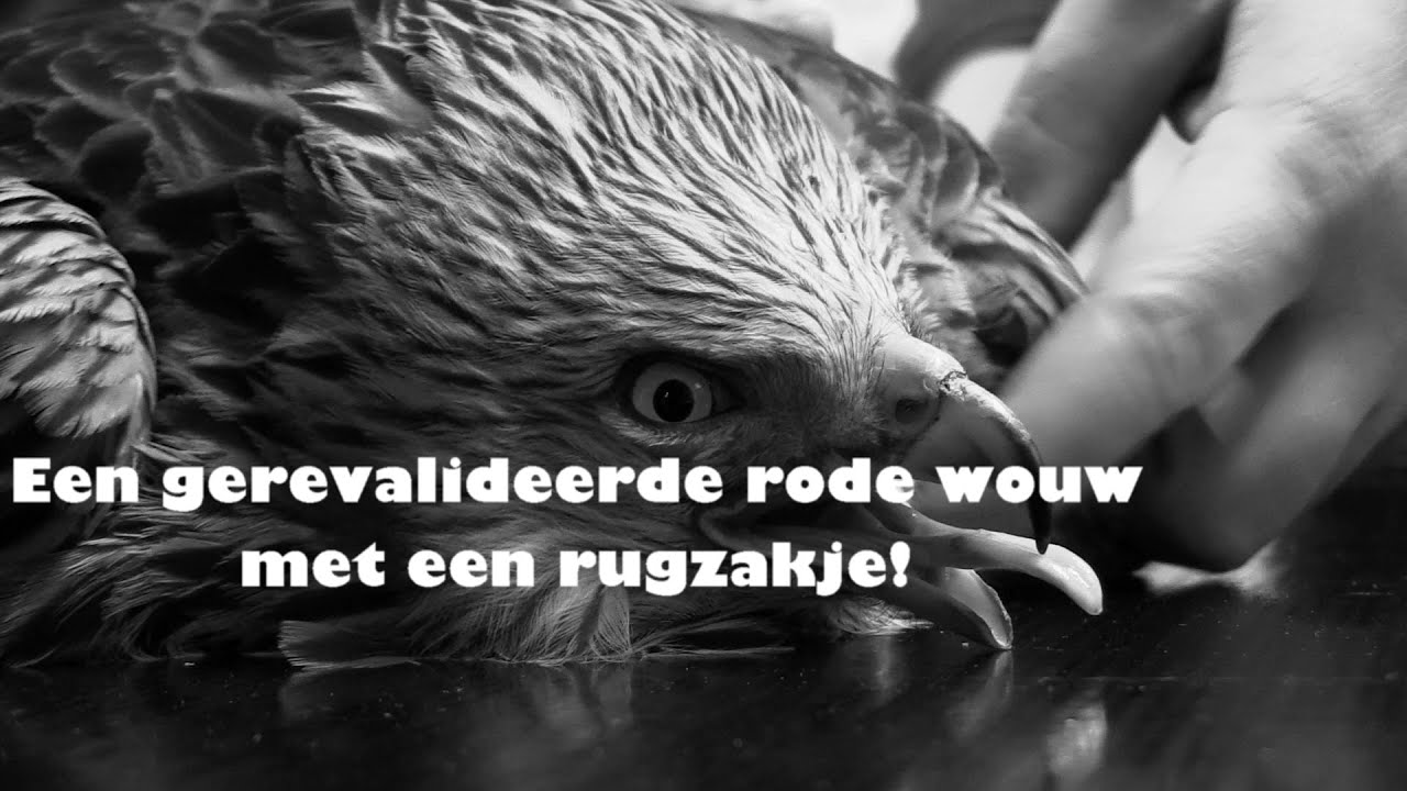 Natuurhulpcentrum - Rode wouw met een rugzakje!