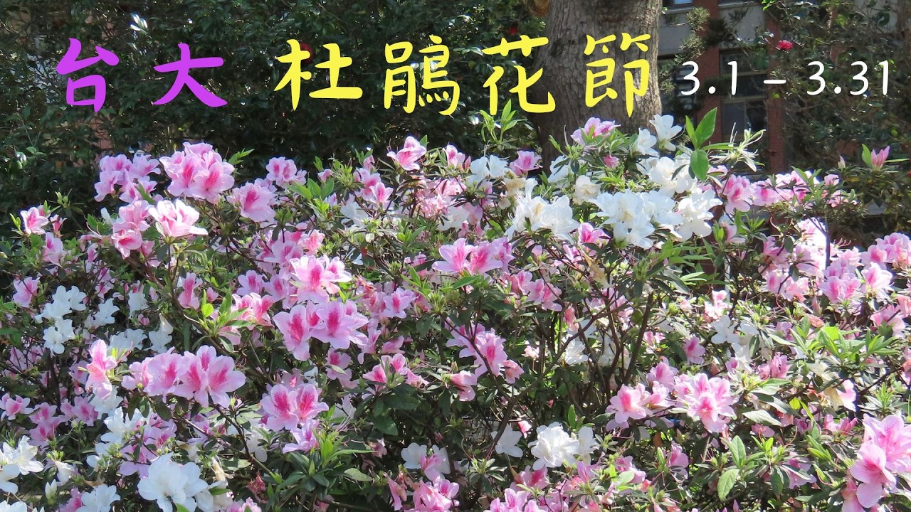 三月天盛開的杜鵑花風姿綽約，還有杜鵑花展，一次見到數十種不同杜鵑，讓人心花怒放，沈浸在「永遠屬於你」的浪漫裡。