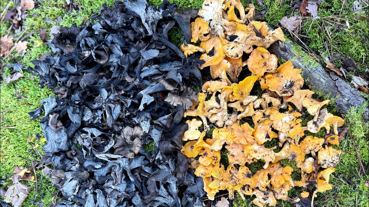 1️⃣3️⃣1️⃣ 2025-12-31 FUNGHI PORCINI CHE PASSIONE 🍄 #131