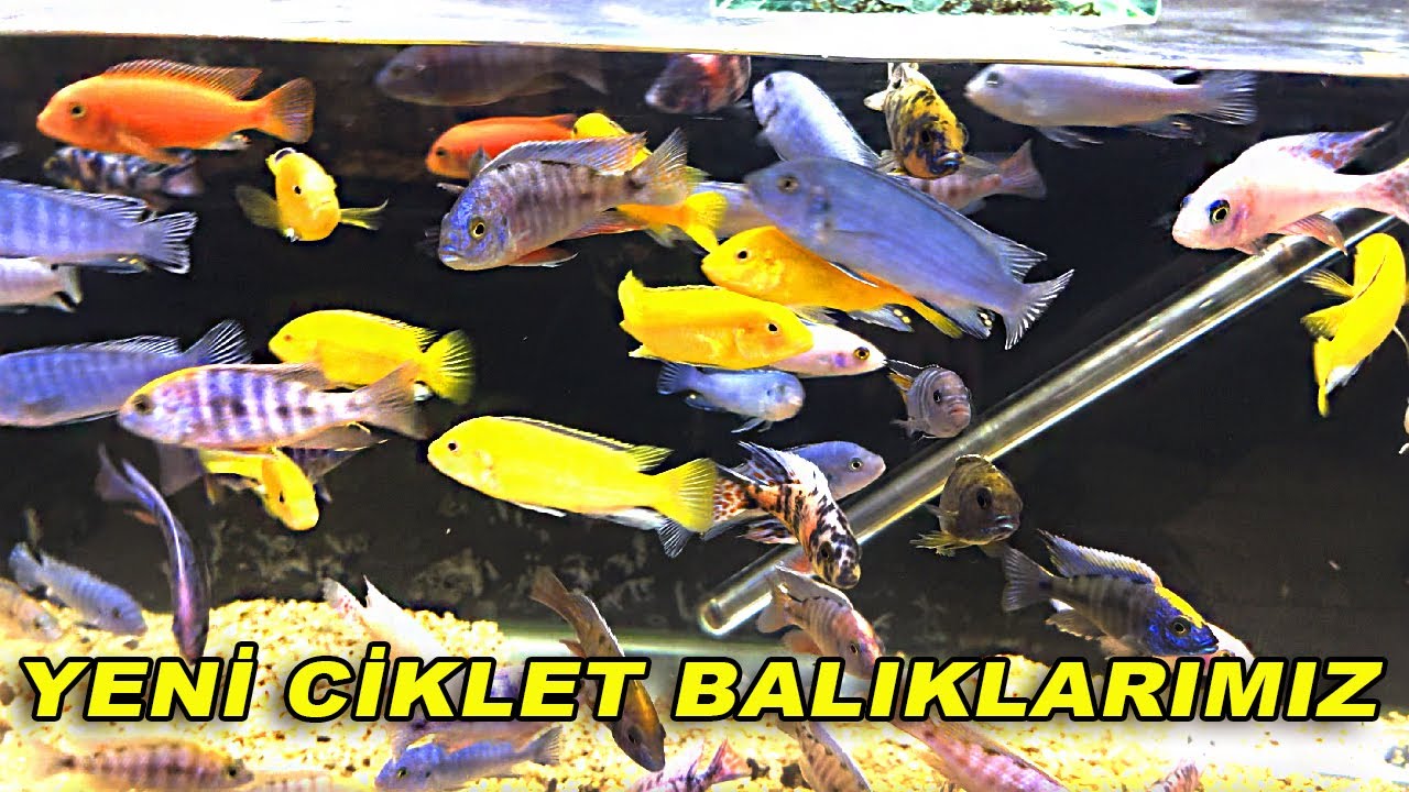 İŞTE YENİ CİKLET BALIKLARIMIZ! l 2. Akvaryuma Balıkları Aldık!