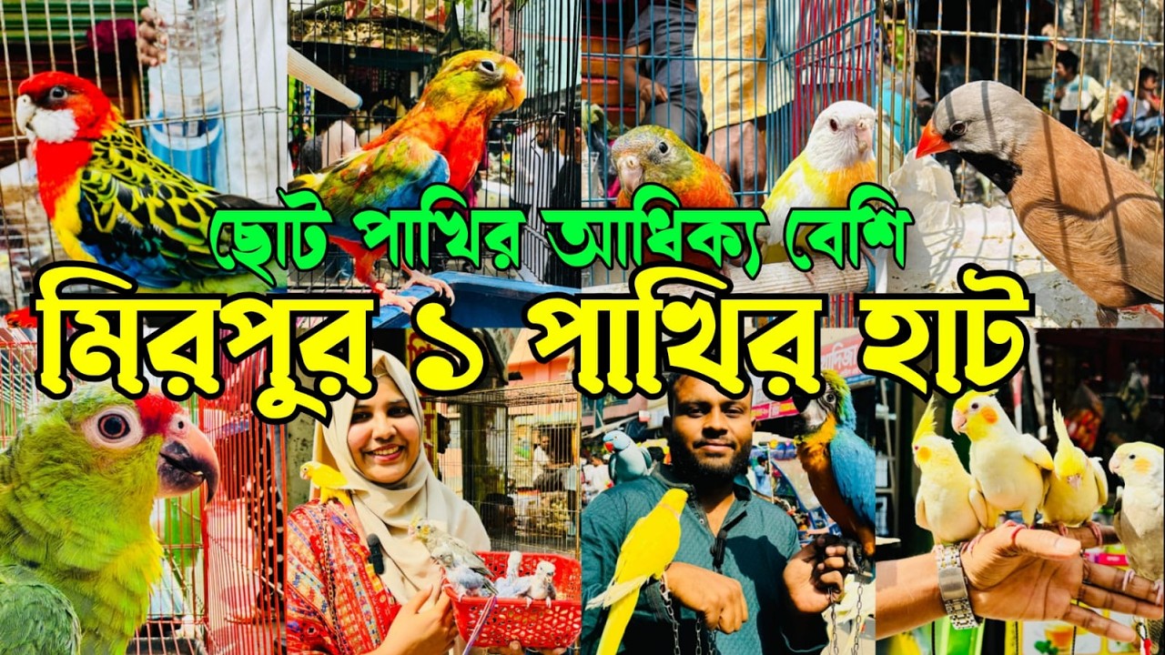 টারকুইজিন ফিঞ্চ ঘুঘু লাভবার্ড বেশি মিরপুর ১ পাখির হাটে | Mirpur 1 Pakhir Hat #viral @MurshedPets