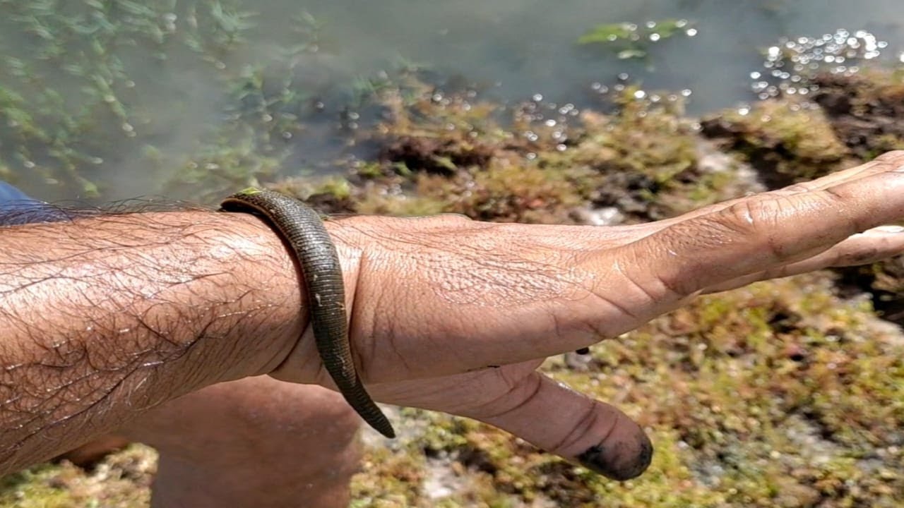 The leech attack