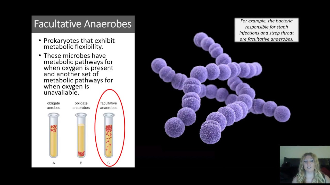 Microbial Metabolism - Fermentation, Aerobic and Anaerobic Cellular Respiration