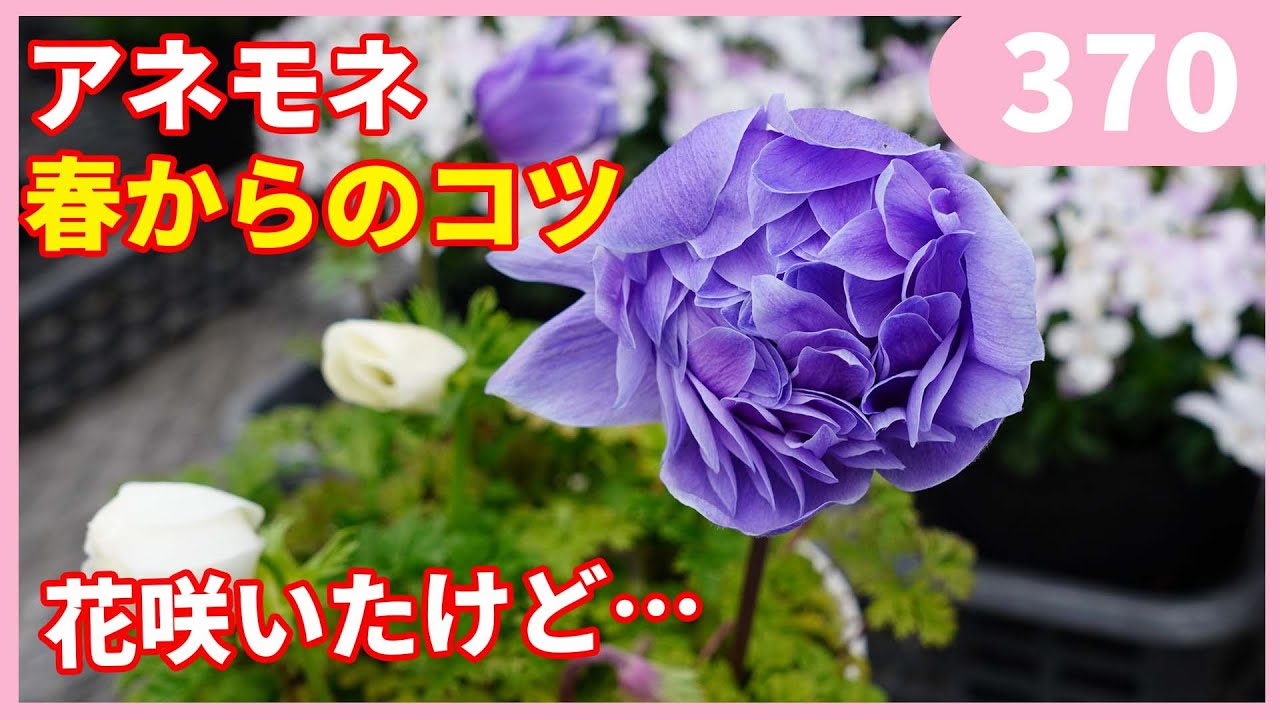 アネモネの花が咲いてから育てるコツ by 園芸チャンネル 370 園芸 ガーデニング 初心者