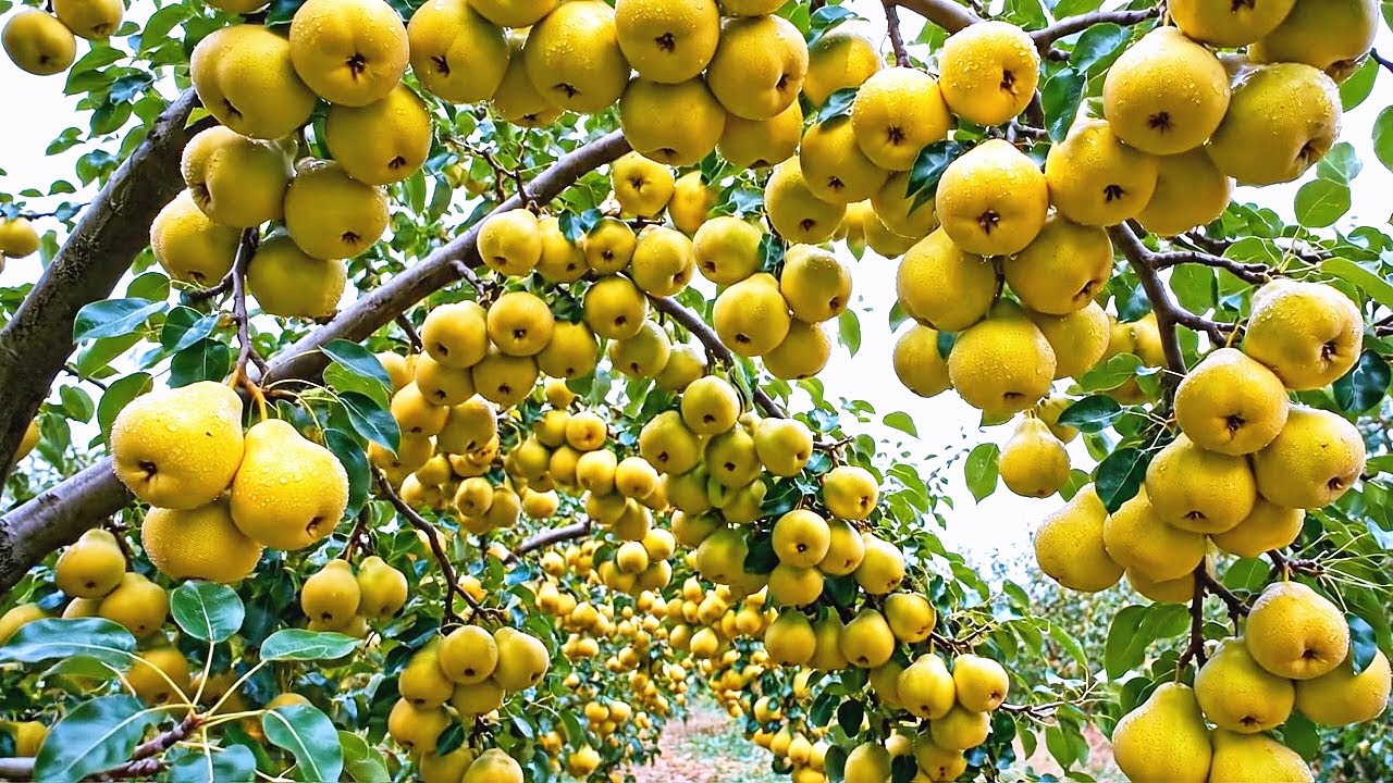 The World’s Largest Pear Orchard Scale 40,000 Hectares Super Huge Fruits So Satisfying to Watch