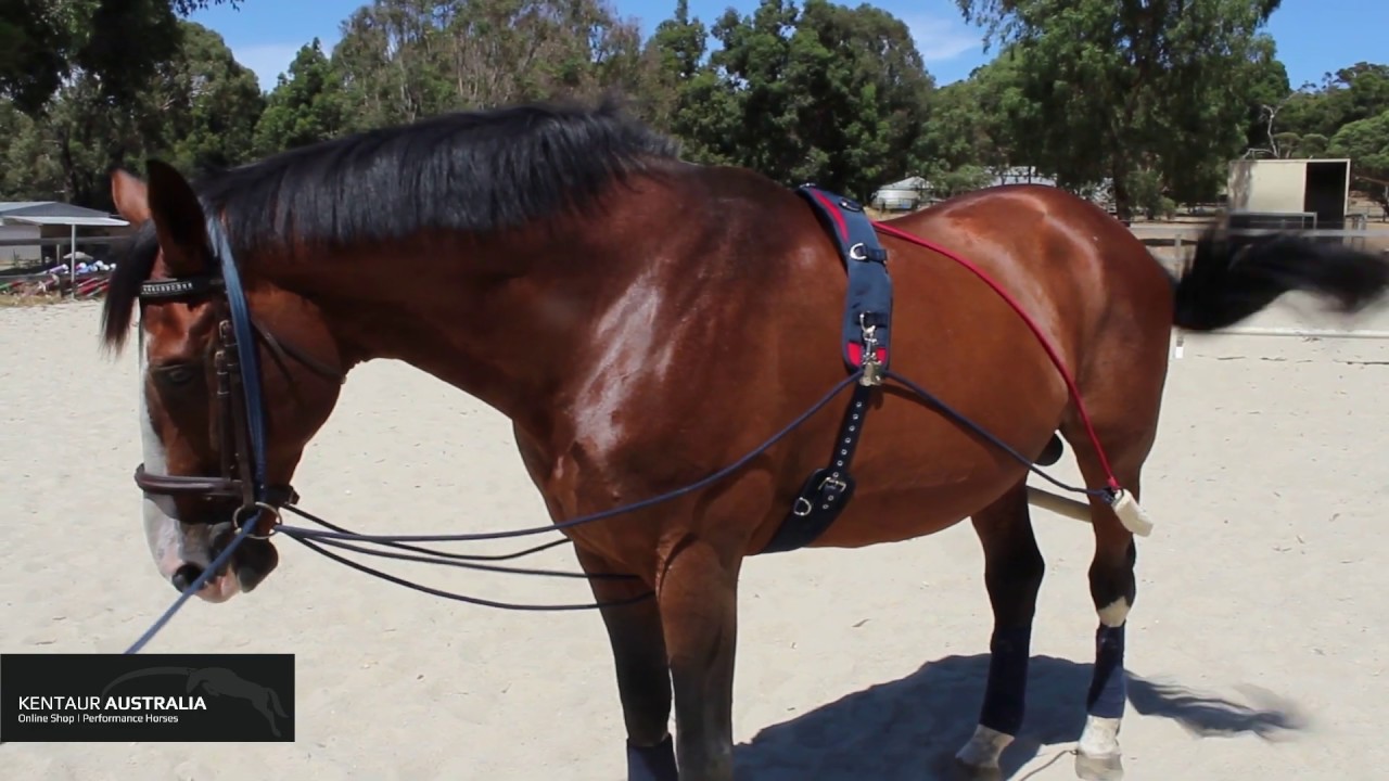 How to Lunge your Horse with Training Aids