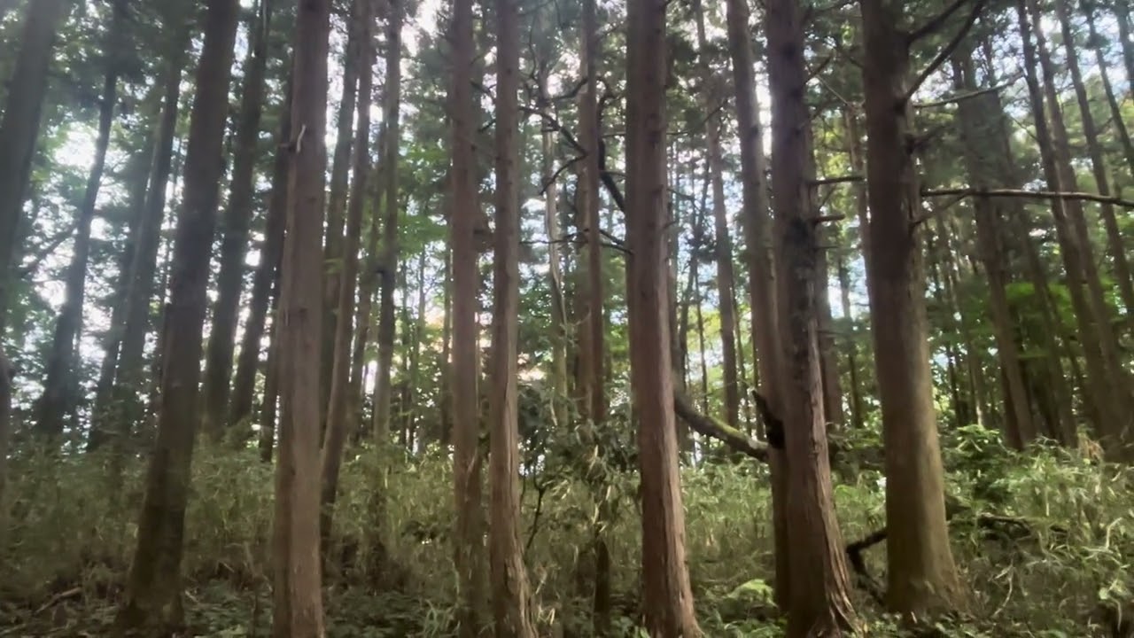 森の音