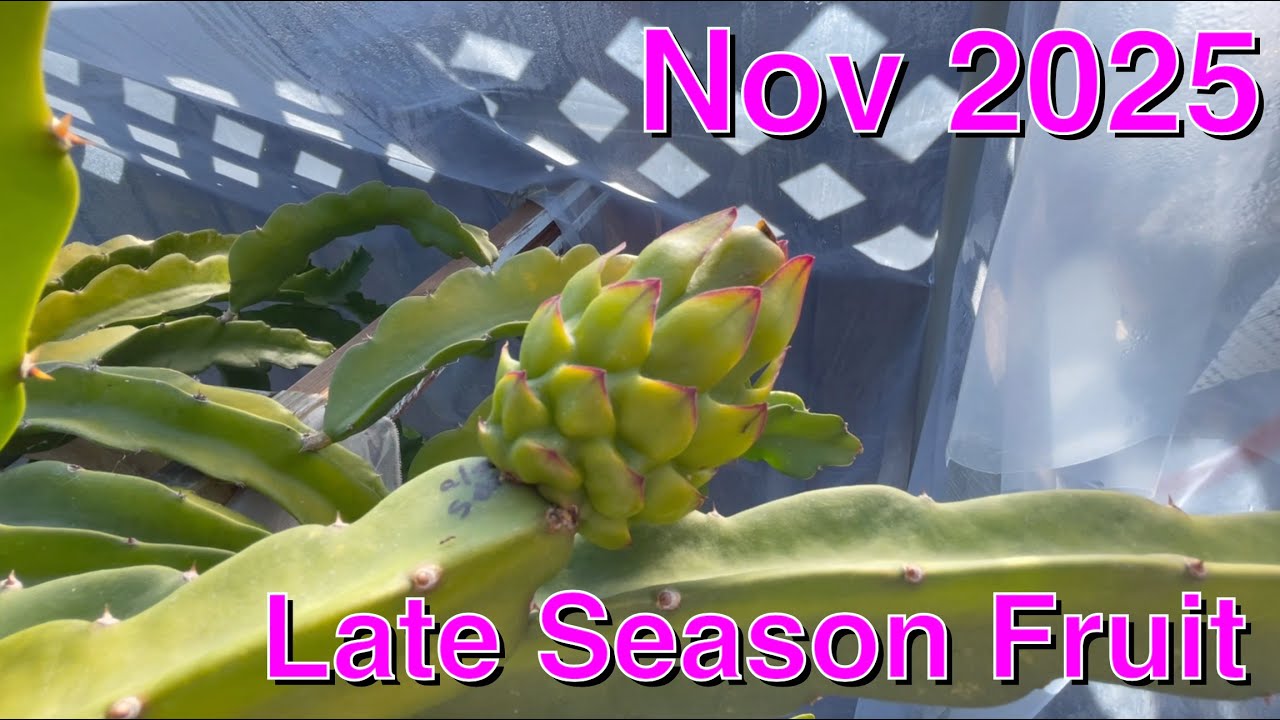 Early November 2025 - Late Season Fruit Ripening