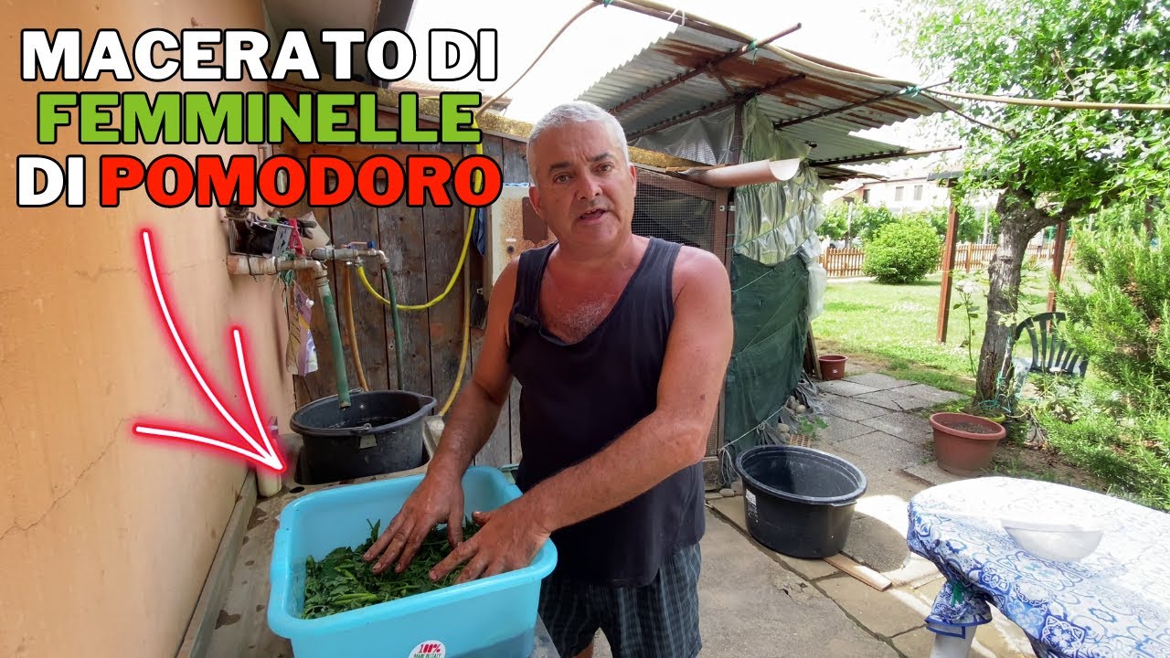 MACERATO DI FEMMINELLE DI POMODORO: contro CAVOLAIA e AFIDI!