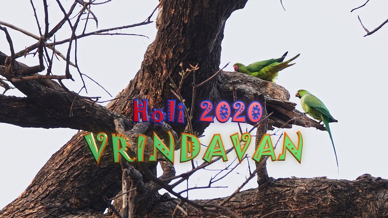 Holi 2020 VRINDAVAN Холи Вриндаван
