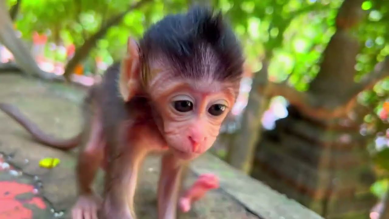 🔴LIVE Baby Monkey Milk Time | Smart Little One Clings to Old Mom 🥛🐵
