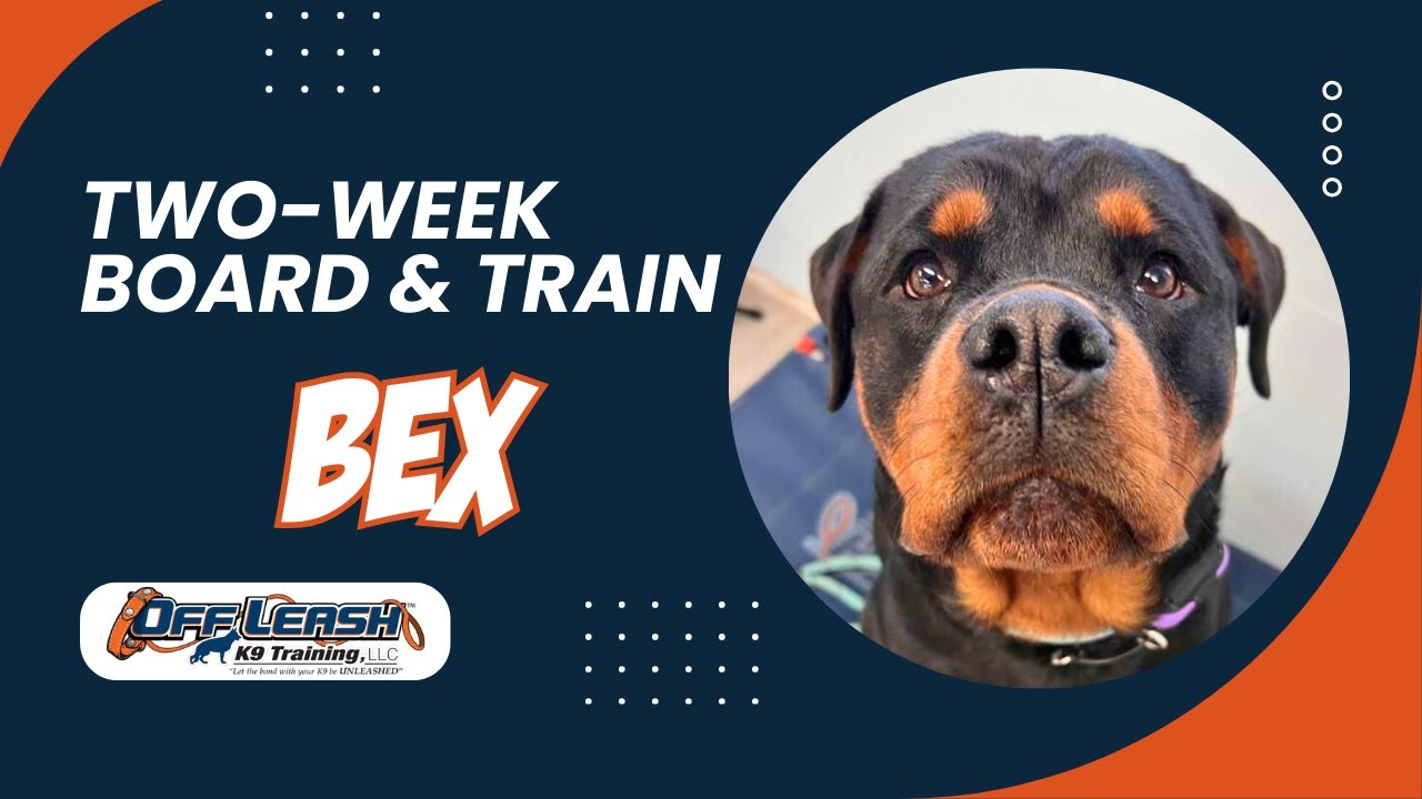 Amazing: How 1 year old Rottweiler, 