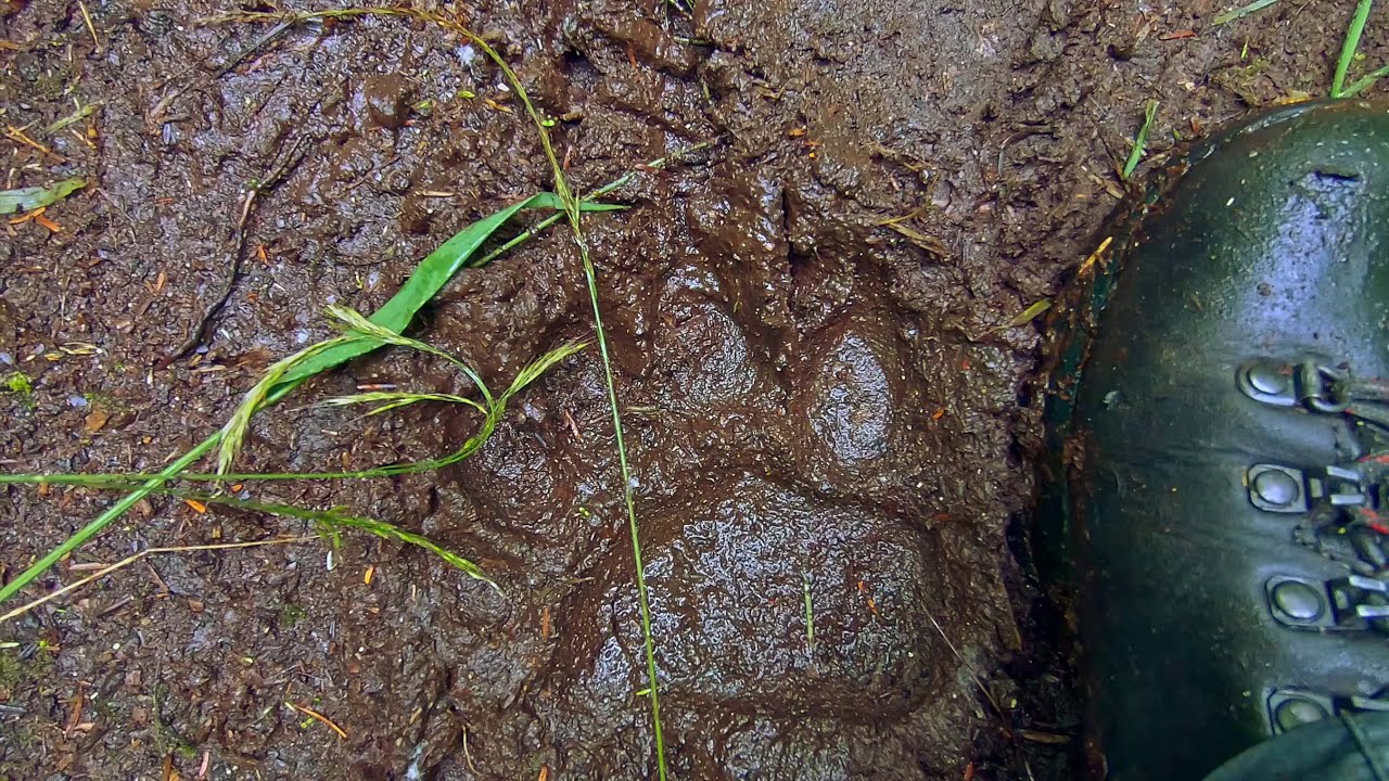 Virtual Hike To Crystal Falls Redone (Bear Tracks)