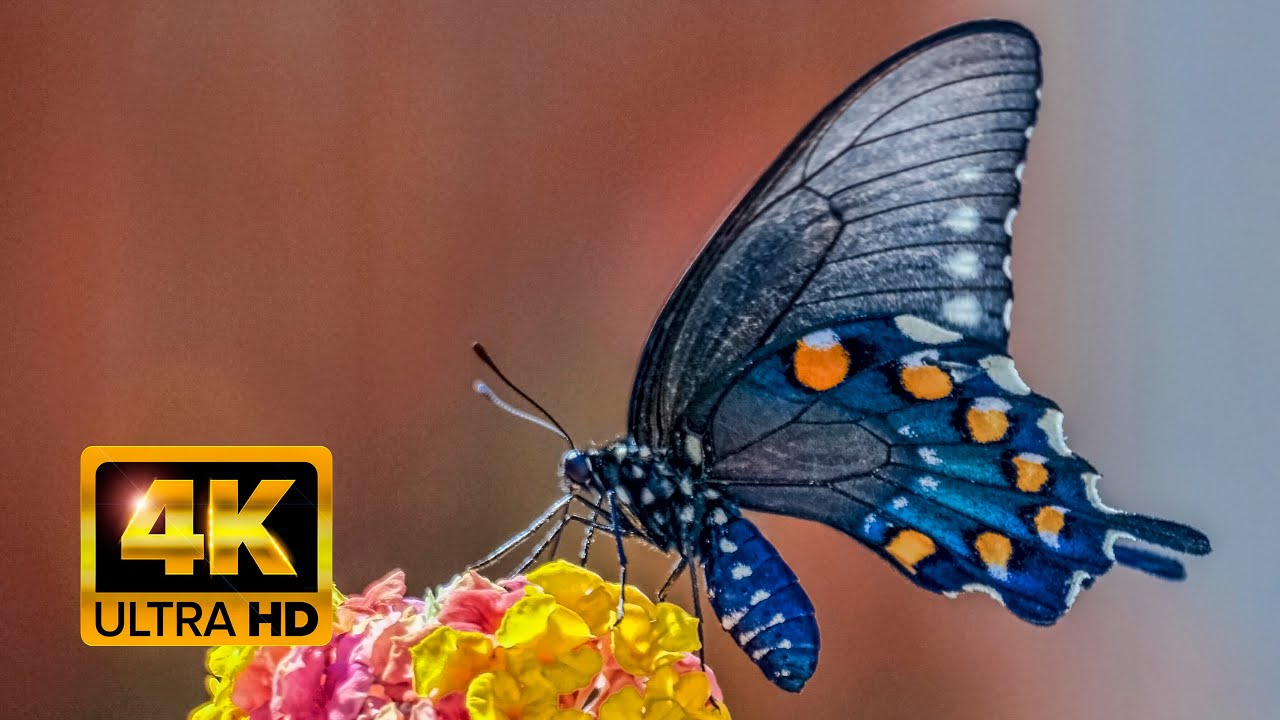 Bugs and Butterflies: Up Close