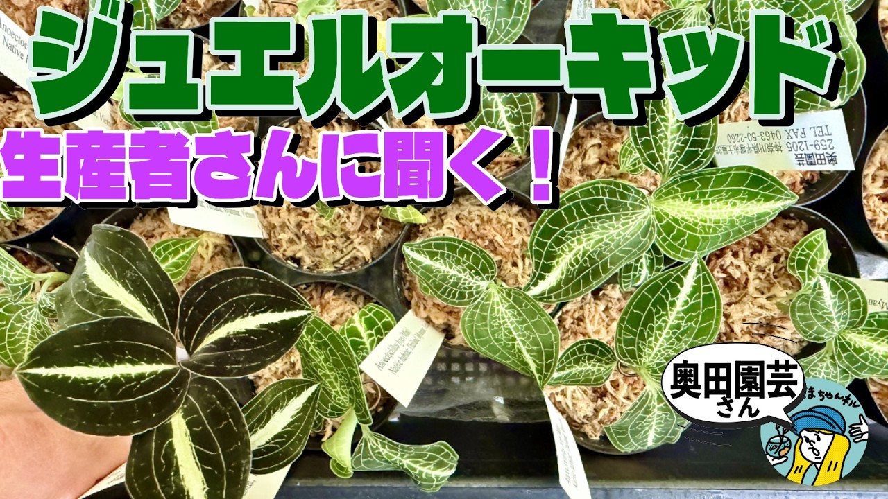【植物】ジュエルオーキッドって面白い！（直接生産者さんに聞く！奥田園芸に潜入）