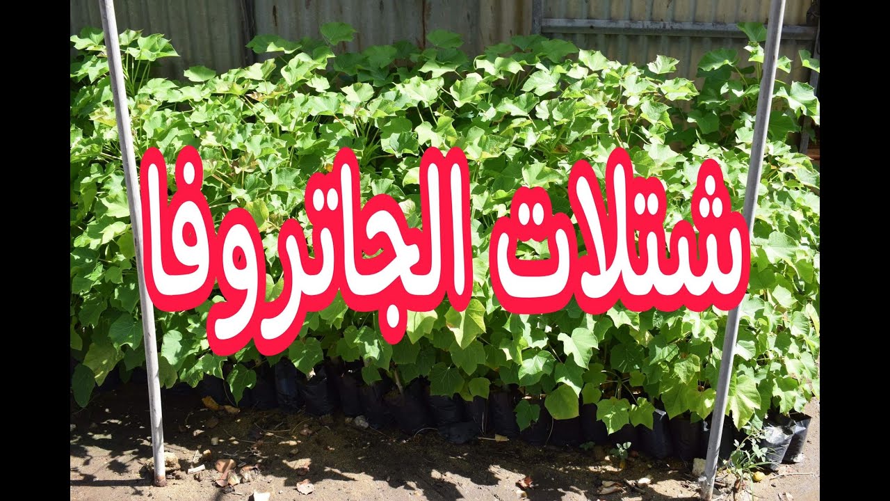 الجاتروفا.. كيف تحصل على شتلات الجاتروفا من مركز البحوث الزراعية؟