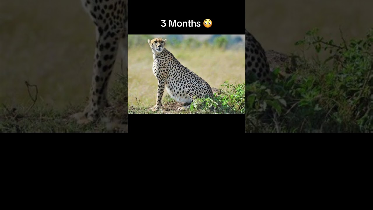How long animals are pregnant 😳