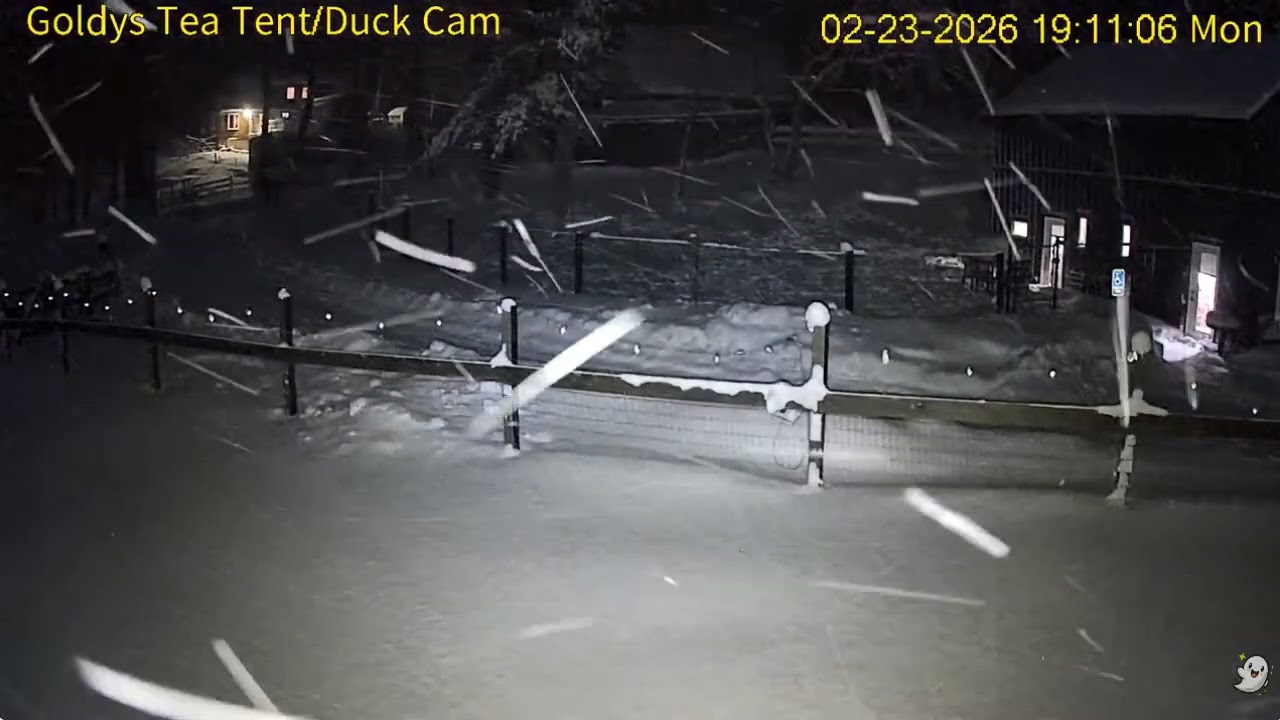 Goldy's Courtyard  709pm Nick n ET  walk up after barn duties 2232026
