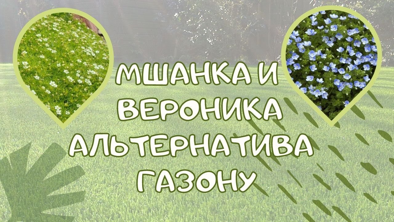 Мшанка шиловидная и Вероника нитевидная как альтернатива классическому газону.