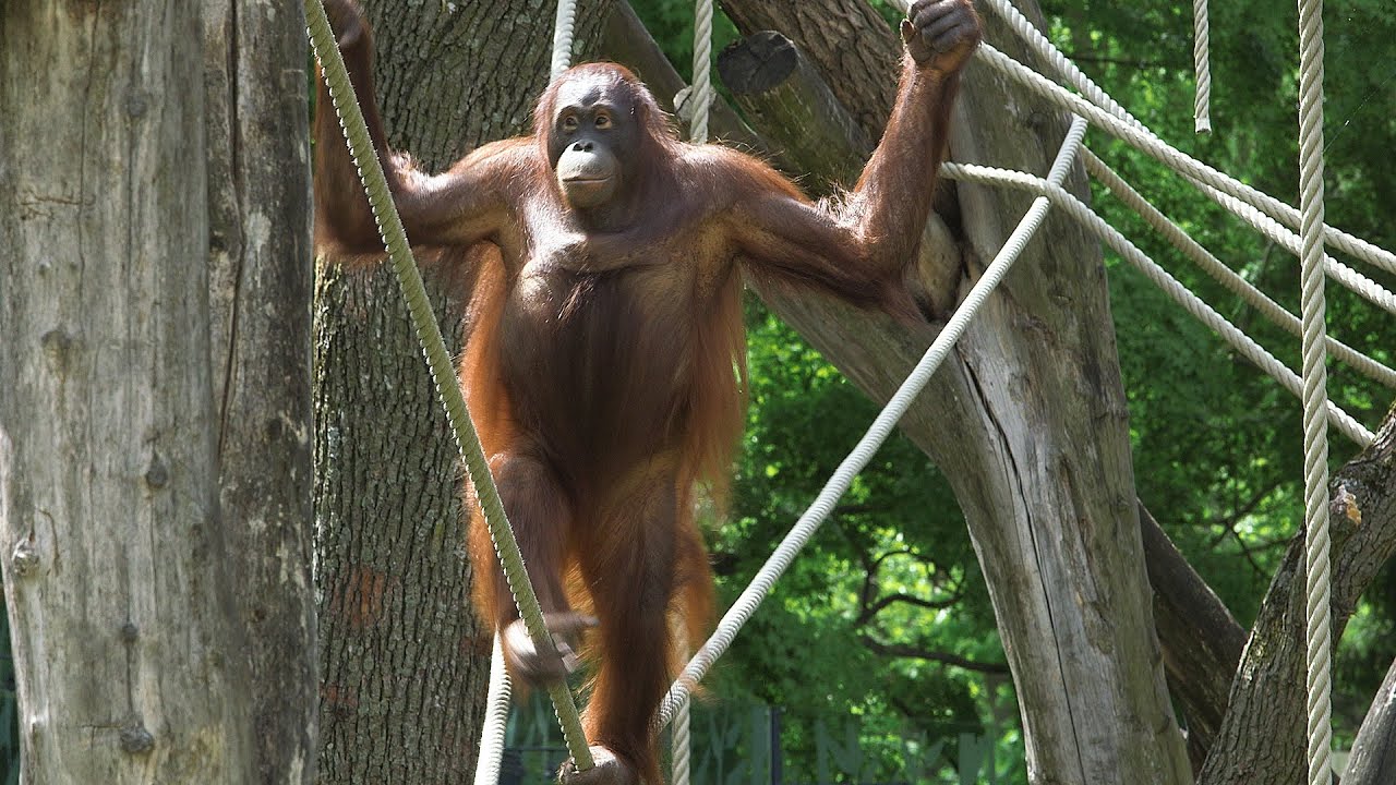 Schöner Wohnen im Tiergarten Schönbrunn