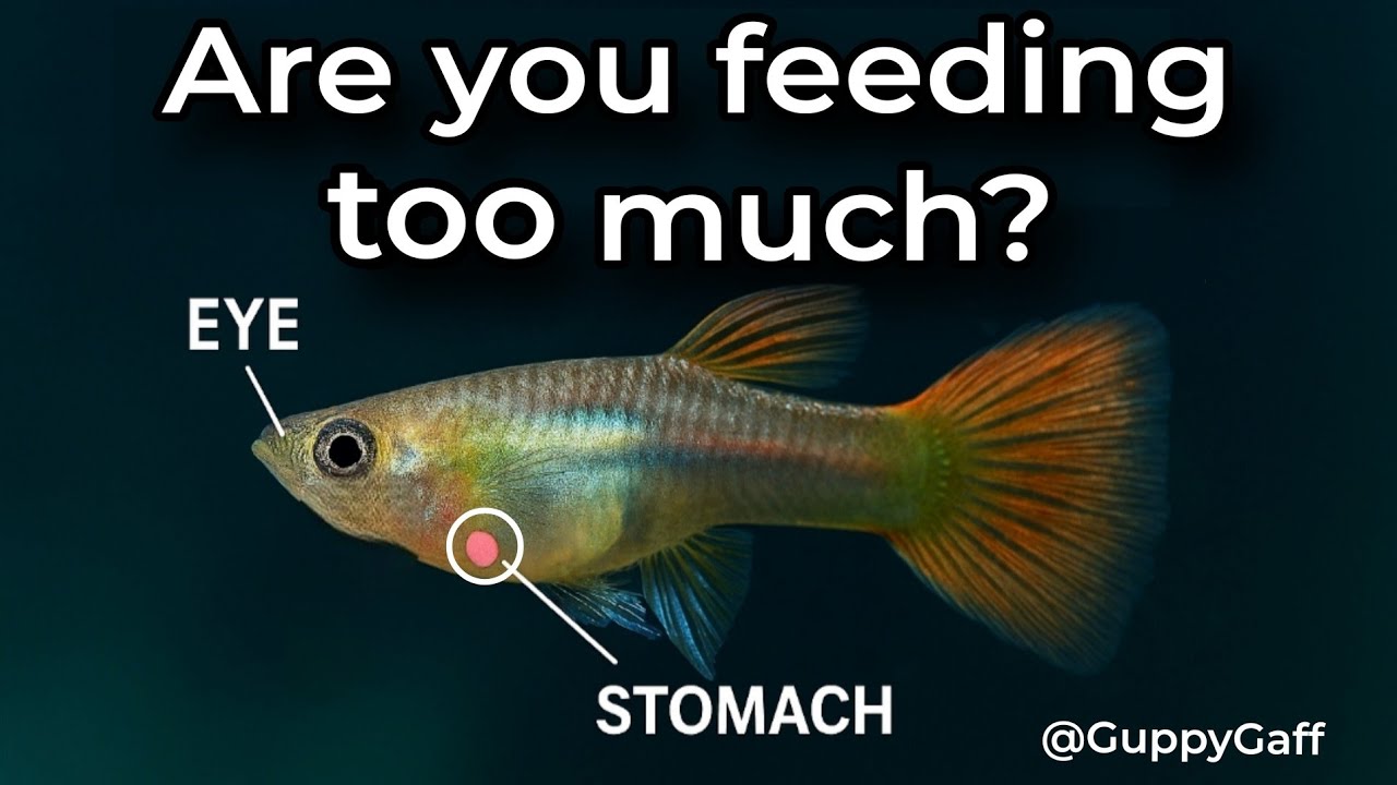 How Often Should You Feed Guppies? And Why Less Is Often Better