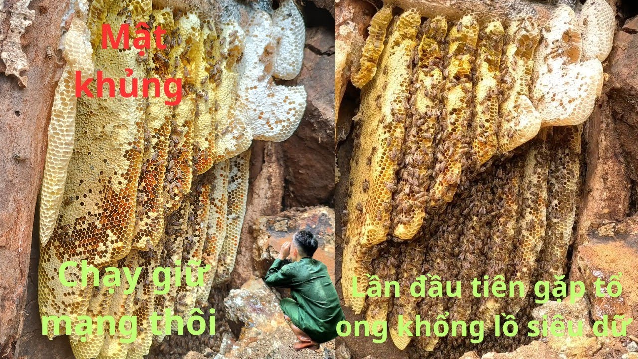 Lần Đầu Tiên Bắt Tổ Ong Khổng Lồ Dữ Bỏ Chạy Giữ Mạng|SÁM ONG RỪNG