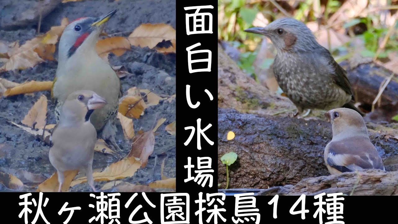11月21日 アオゲラとシメが 秋ヶ瀬公園探鳥