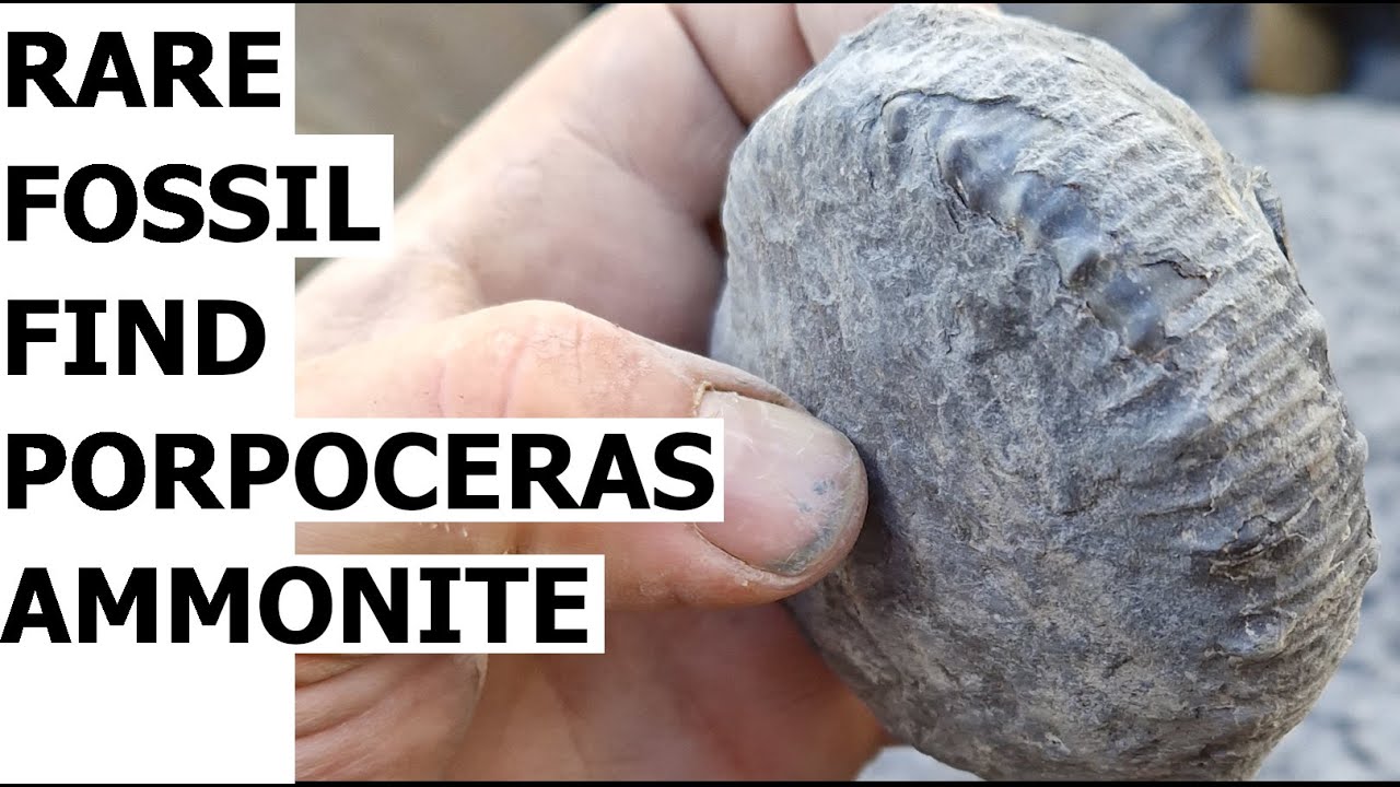 Fossil hunting on the Yorkshire coast. Rare Porpoceras ammonite find