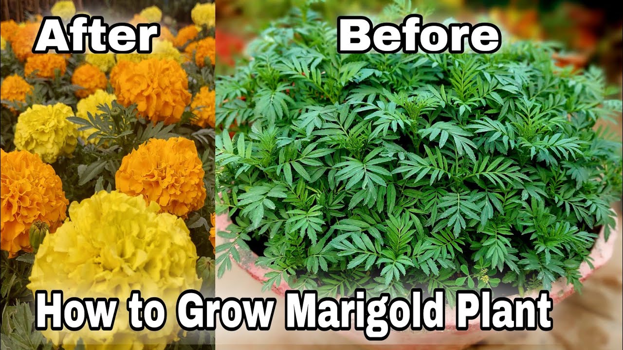 Free 100+ Marigold plant, How to grow Marigold plant from seeds