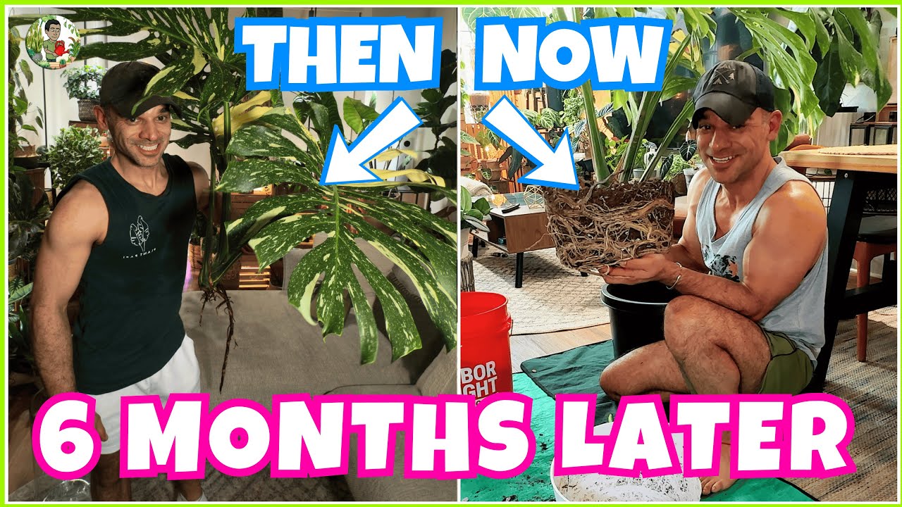 From Tiny Cutting to MASSIVE Plant: Monstera Thai Constellation Repot