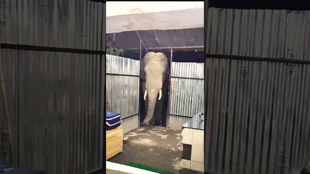 Elephant Attacked Us 🐘🐘 🥵🥵 Elephant attack #shorts #youtubeshorts #animals