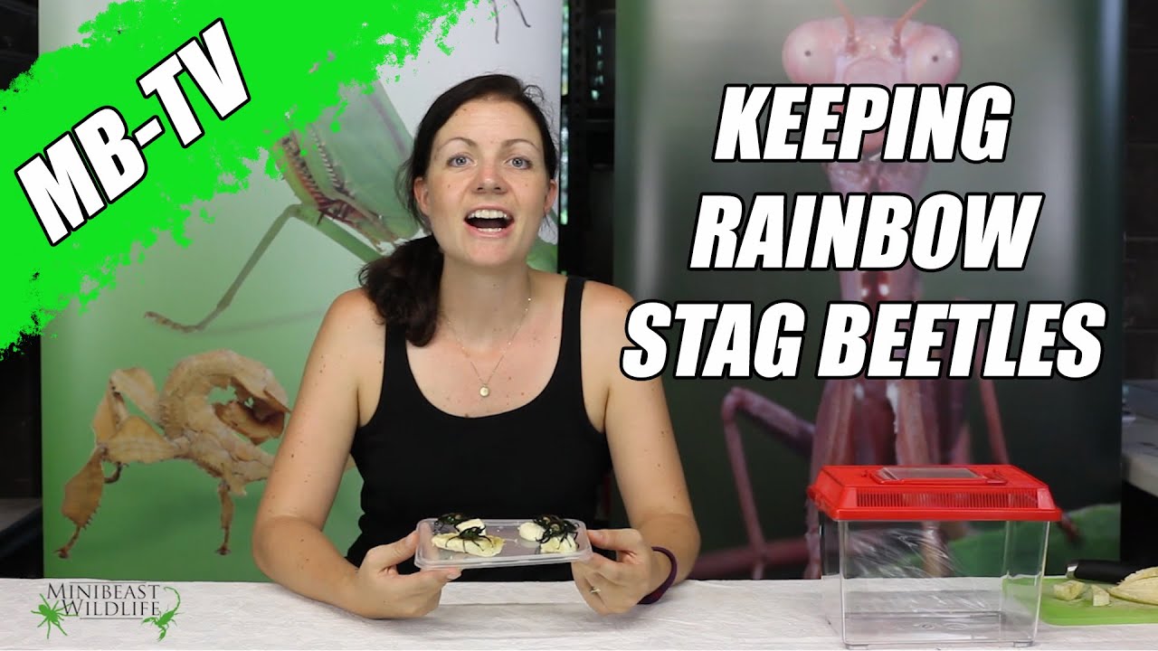 MB-TV:  Keeping Rainbow Stag Beetles