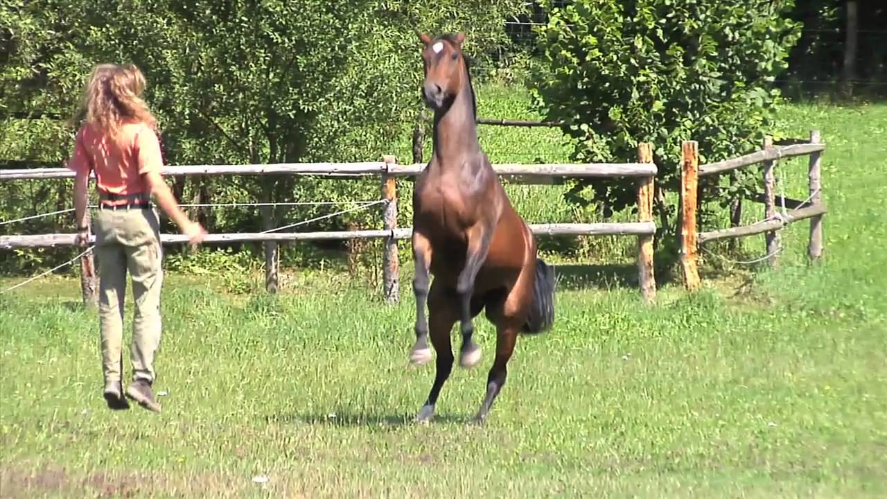 Mit Pferden sein-being with horses- impressions
