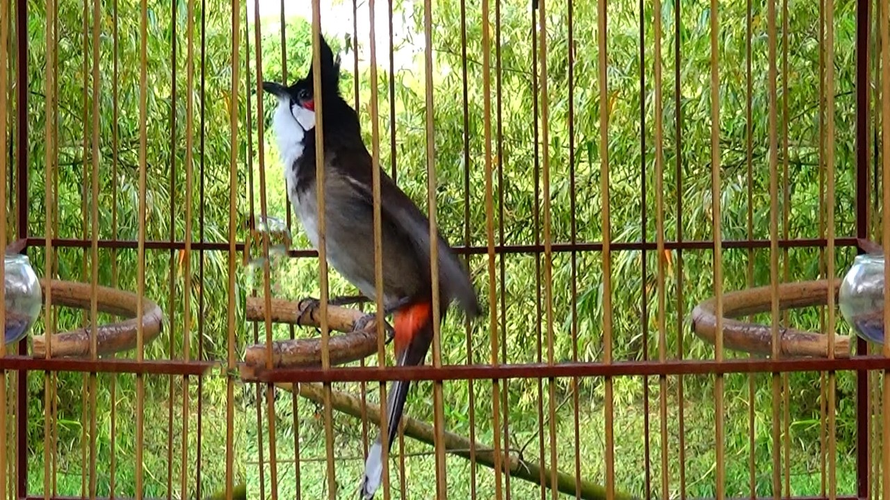 Chào mào hót sáng kích bổi - luyện giọng hay ép bổi sổ bọng và căng lửa - chào mào hót đấu