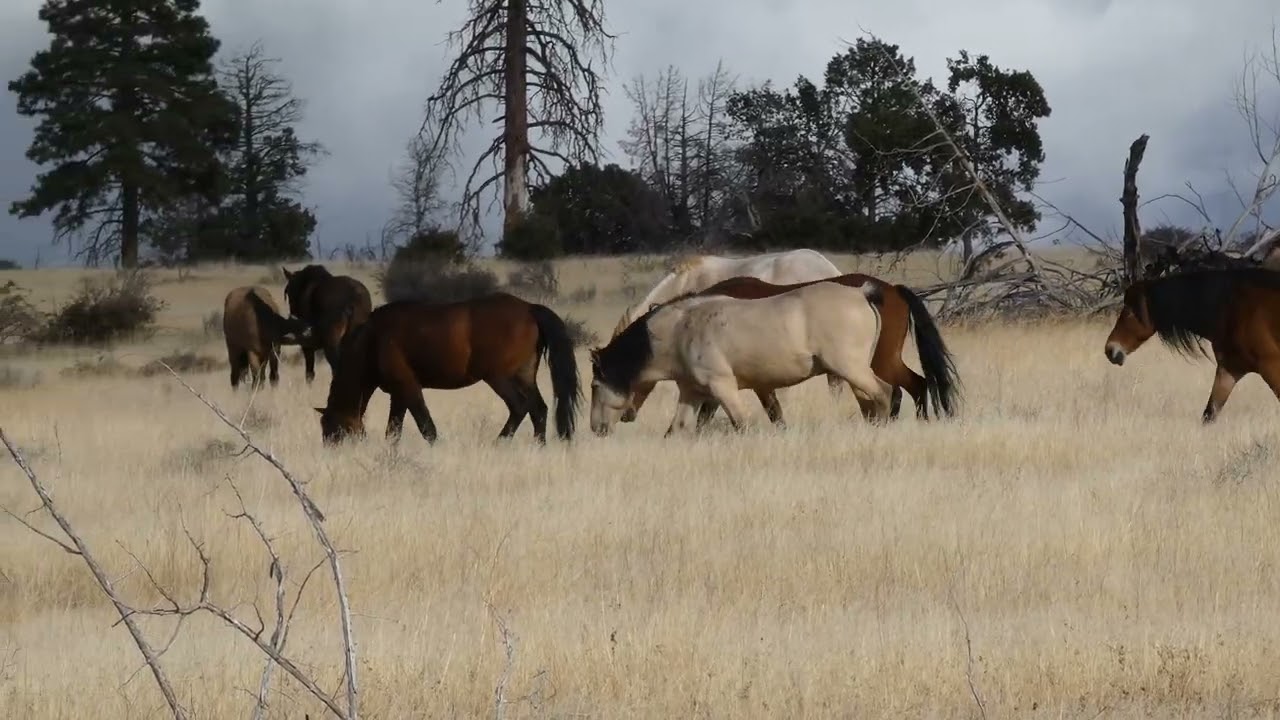 Pokegama Wild Horses, Meeting Of The Bands